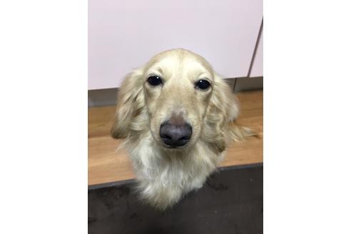 販売中のミニチュアダックスフンド(ロングヘアード)の親犬